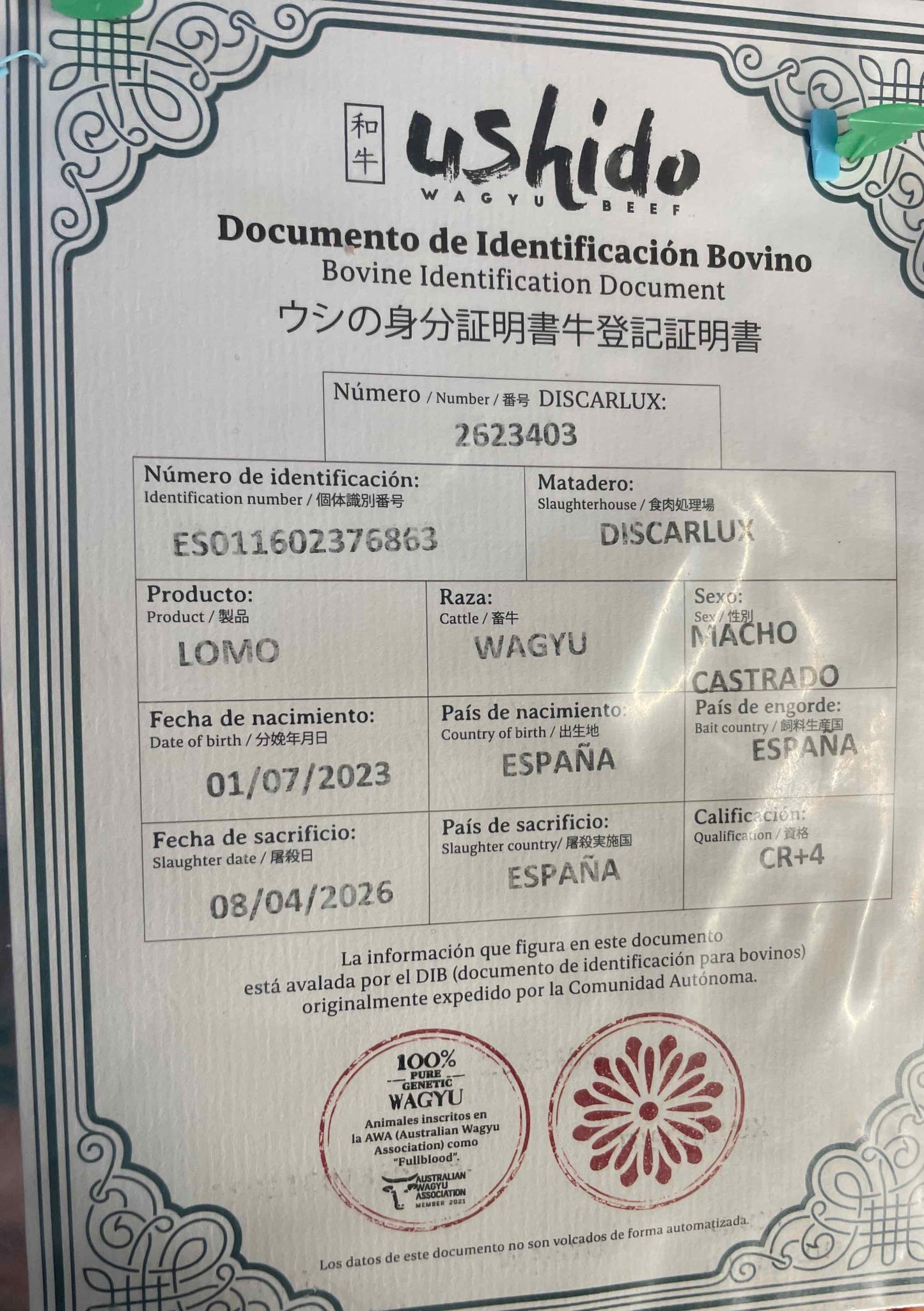 Wagyu Spagna fullblood A5 Ushido Costata o T-bone ( secondo disponibiltà )