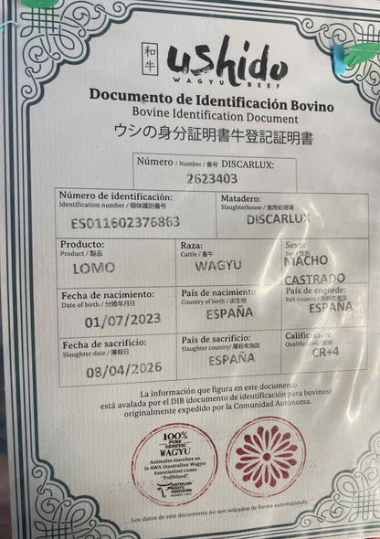 Wagyu Spagna fullblood A5 Ushido Costata o T-bone ( secondo disponibiltà )